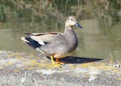 P1810573：オカヨシガモ_R