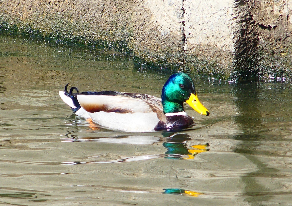 P1820381：マガモ_R
