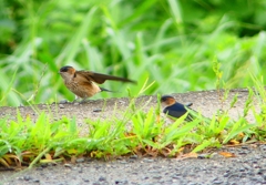 P1030579：コシアカツバメ（幼鳥）_R