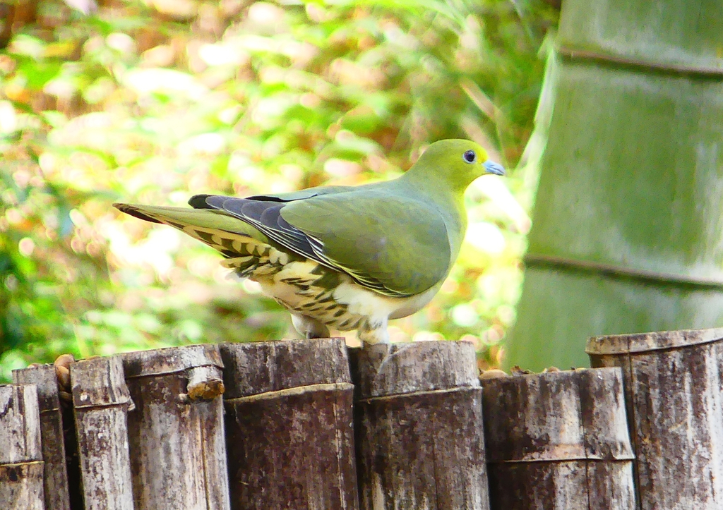 P1910017：アオバト（メス）_R