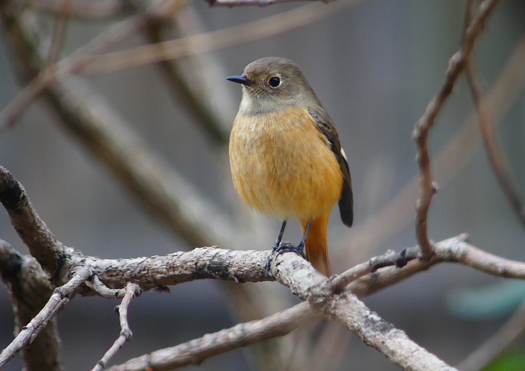 P1560302：ジョウビタキ（メス）_R