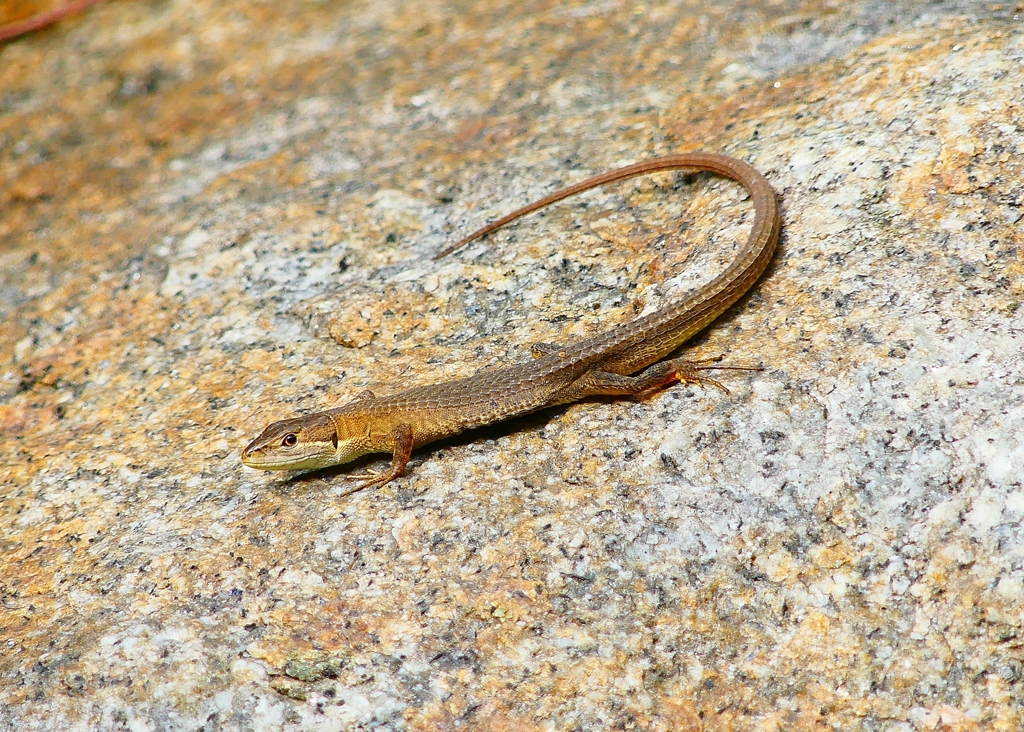 P4200473：ニホンカナヘビ_R