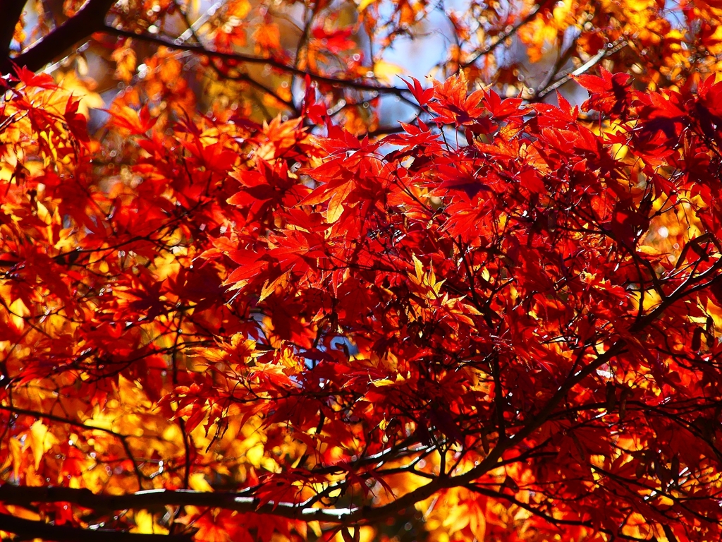 P4530857：紅葉_R