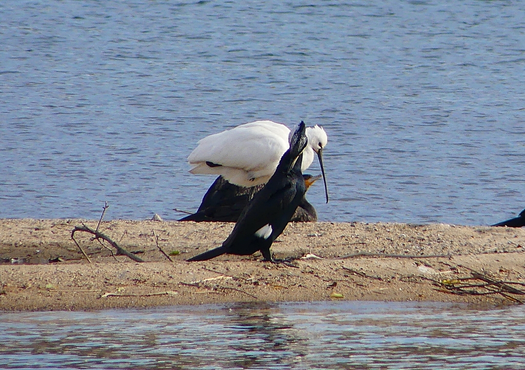 P1560771：ヘラサギ_R
