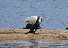 P1560771：ヘラサギ_R
