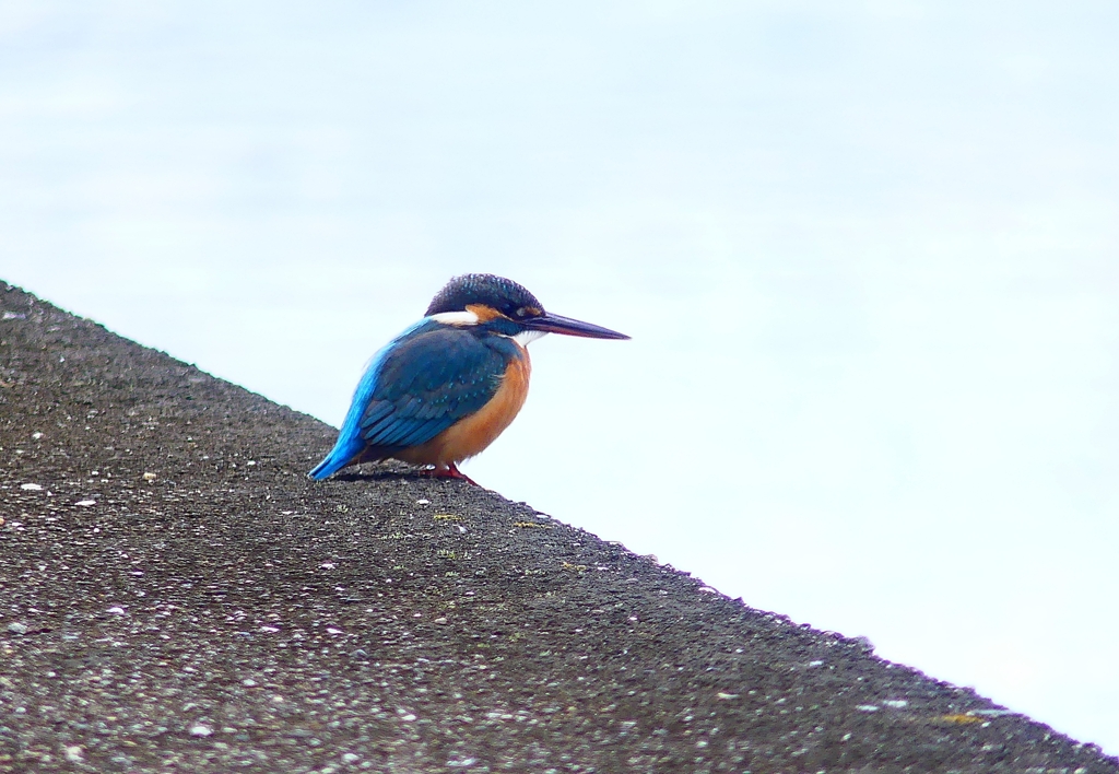 P4610193：カワセミ（メス）_R