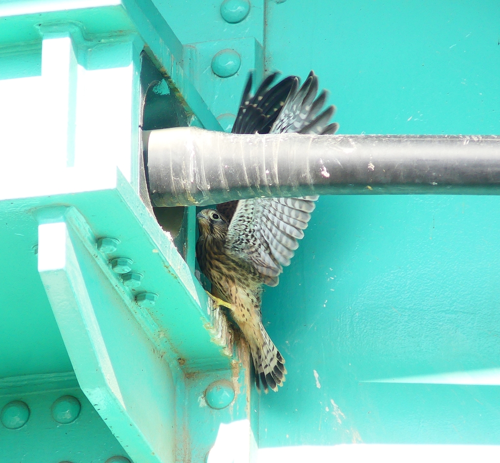 P4120754：チョウゲンボウ_R