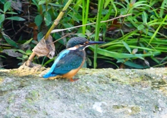 P1270727：カワセミ（メス）_R