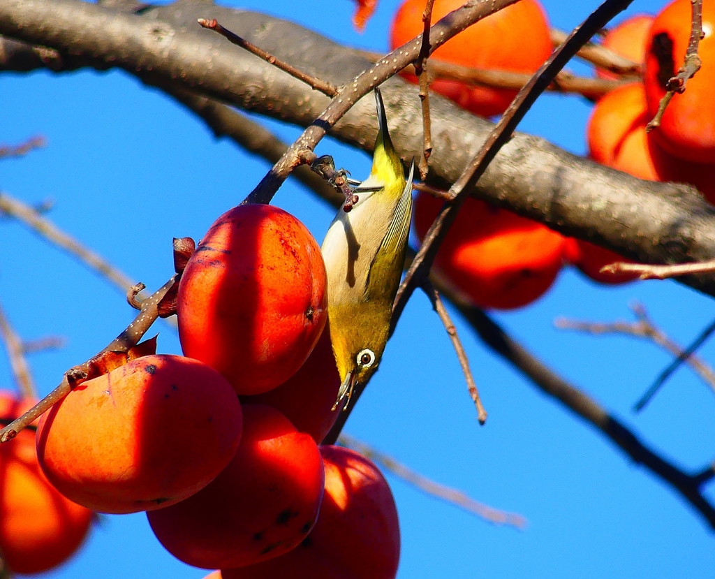 P4510346：メジロ_R