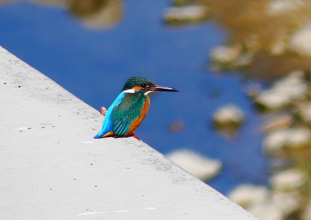 P4780701：カワセミ（オス）_R