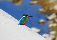 P4780701：カワセミ（オス）_R