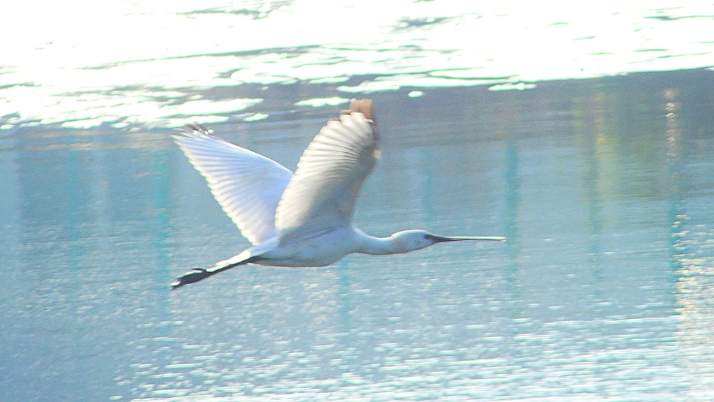 P4470179：ヘラサギ_R