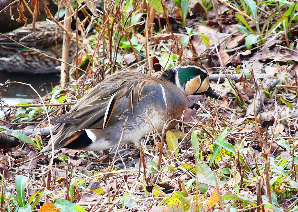 P4700244：トモエガモ（オス）_R