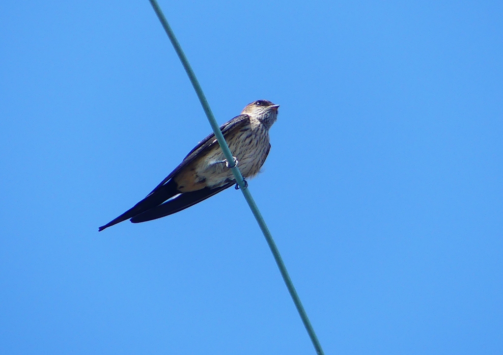 P1180640：コシアカツバメ_R