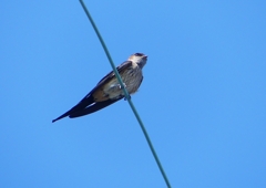 P1180640：コシアカツバメ_R