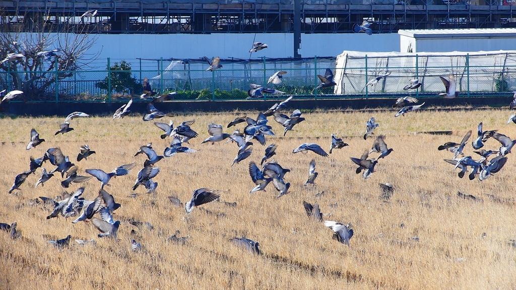 P1630431：飛ぶカワラバト_R