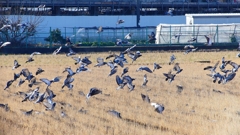 P1630431：飛ぶカワラバト_R
