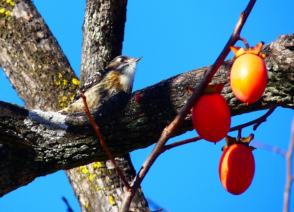 P4530610：コゲラ_R