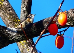 P4530610：コゲラ_R