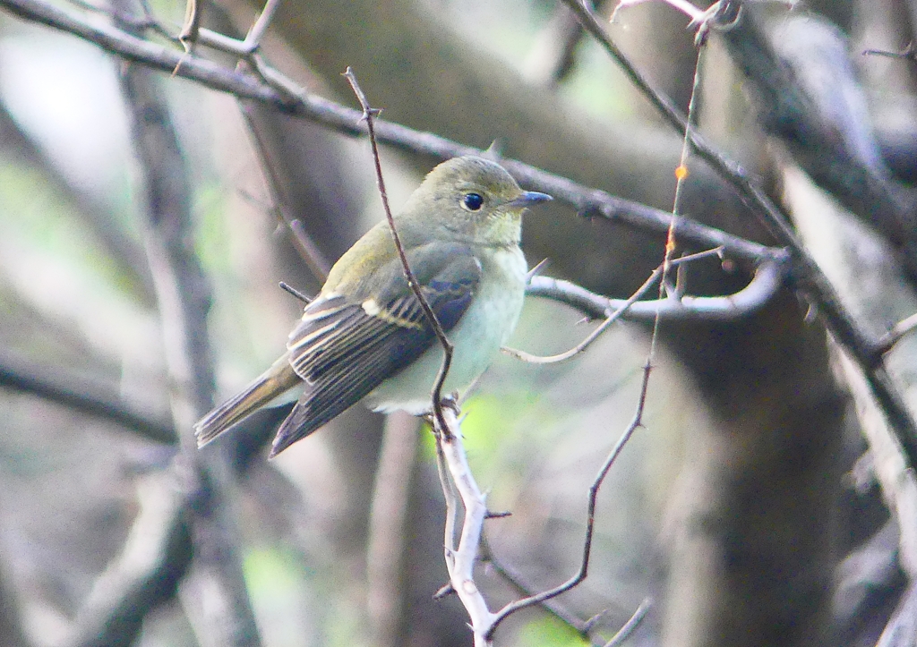 P1340848：キビタキ（メス）_R