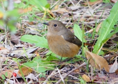 P1560079：ジョウビタキ（メス）_R