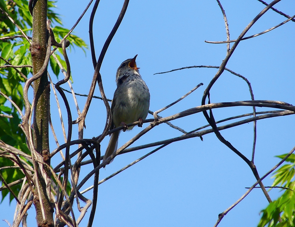 P4080858：ウグイス_R