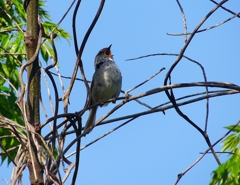 P4080858：ウグイス_R