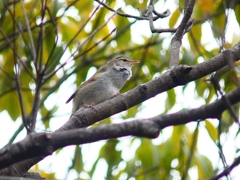 P3910575：ウグイス_R