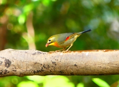 P3770320：ソウシチョウ_R