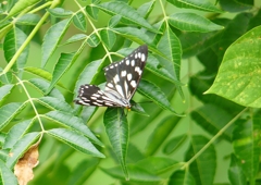 P1230516：ゴマダラチョウ_R