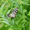 P1230516：ゴマダラチョウ_R