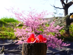 P3900800：椿の花と河津桜_R