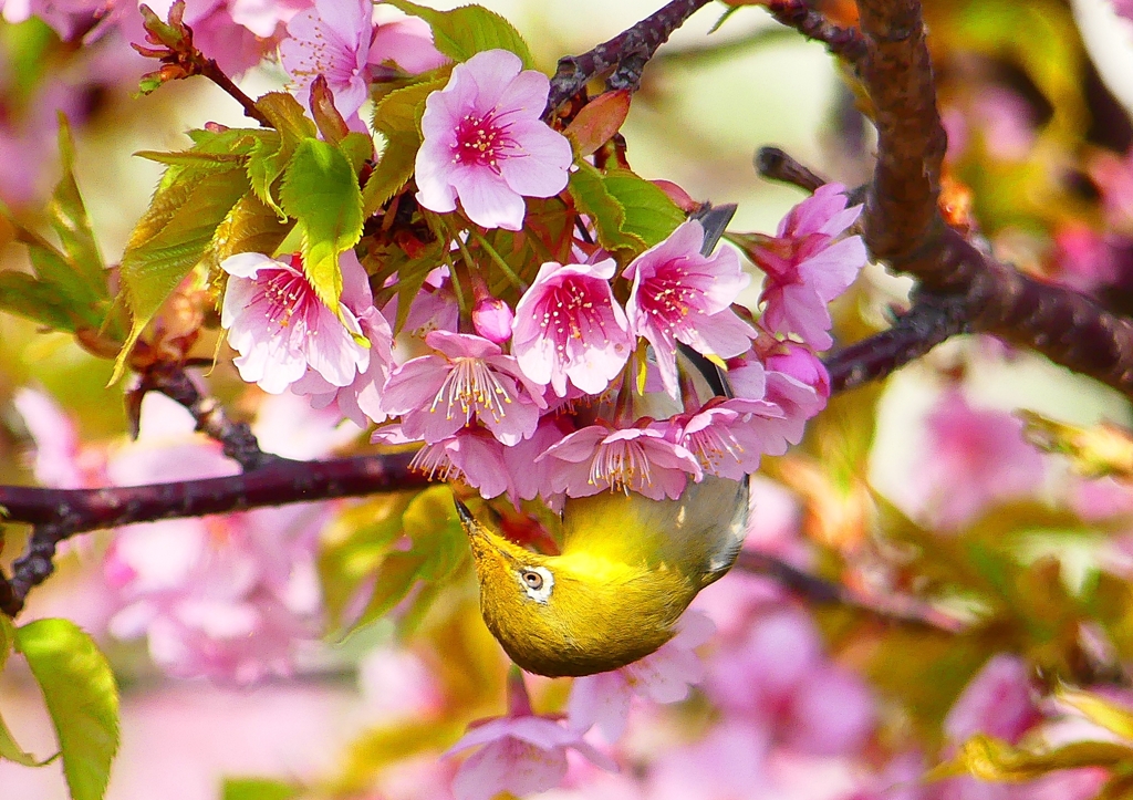 P1890802：河津桜にメジロ_R