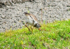 P5000049：ケリ（幼鳥）_R