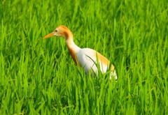 P1050682：アマサギ_R