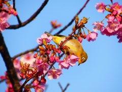 P2150873：メジロ_R