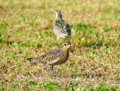 P4420413：ムナグロ_R