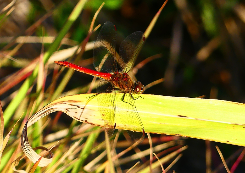 P1360268：アキアカネ_R