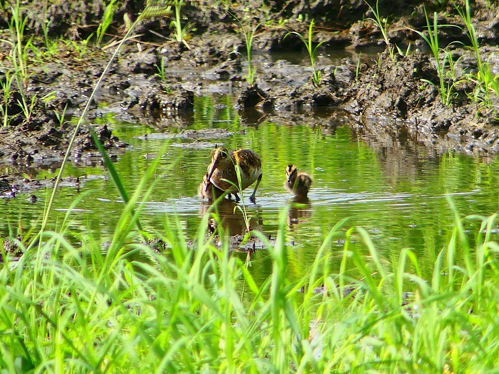 P1130341：タマシギ親子_R