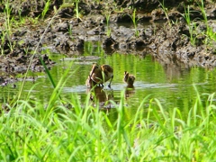 P1130341：タマシギ親子_R