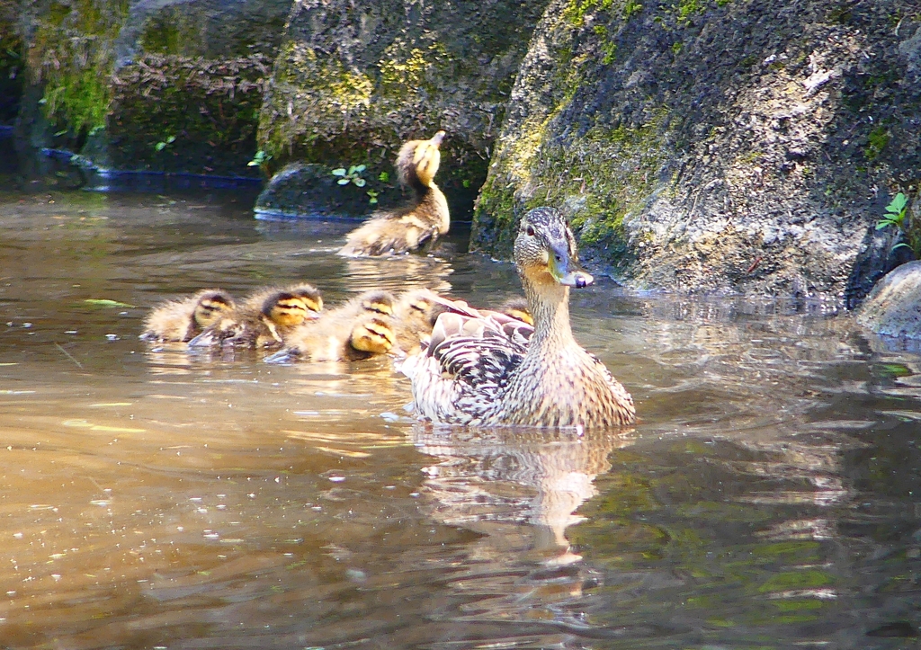 P2020367：マガモ親子_R
