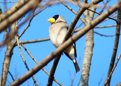 P1770573：イカル_R