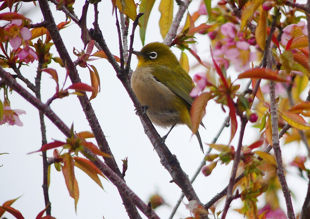 P1600058：桜メジロ_R