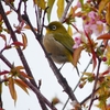 P1600058：桜メジロ_R