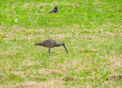 P4930335：チュウシャクシギ_R