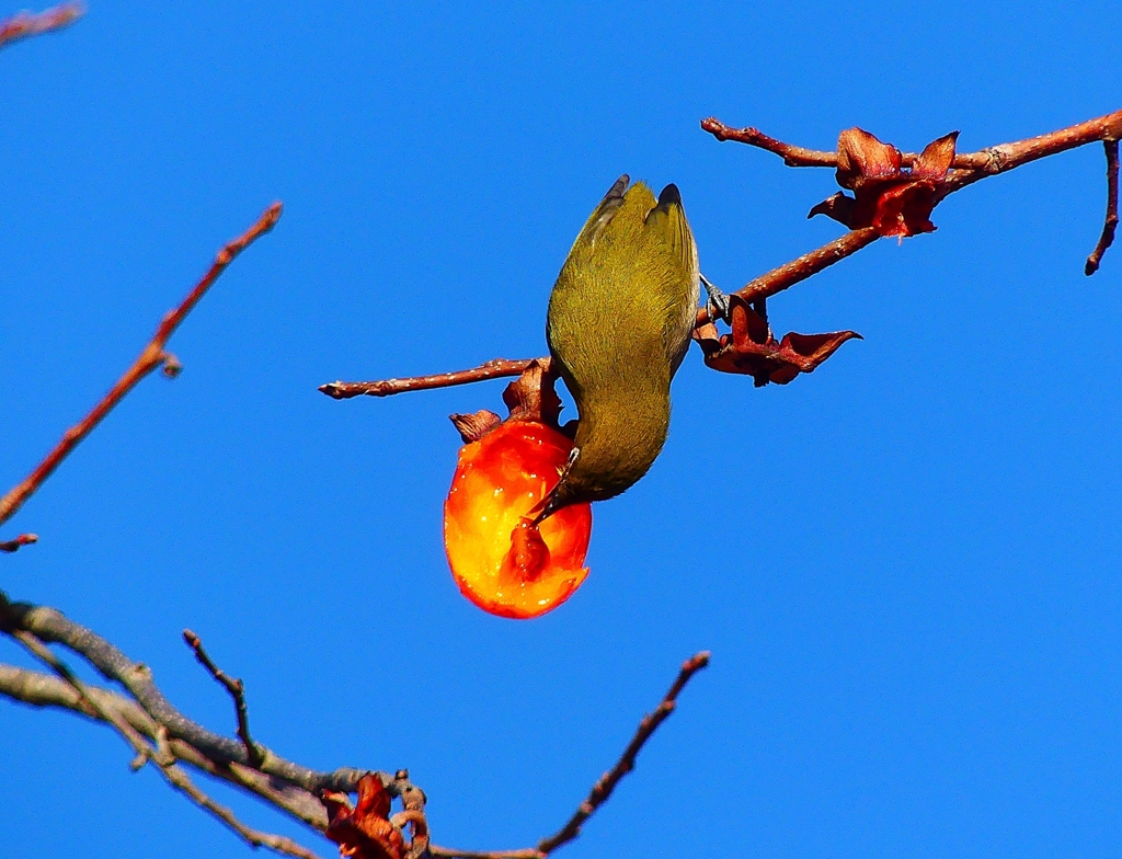 P4650401：メジロ_R