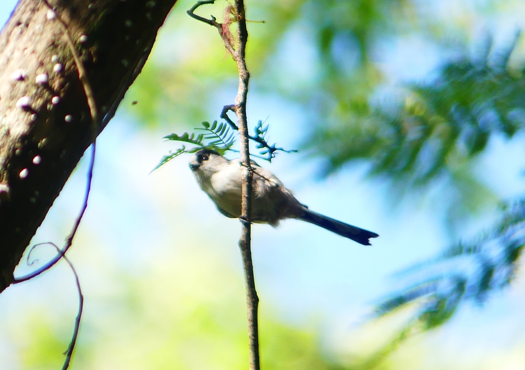 P1210509：エナガ_R