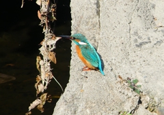 P1580753：カワセミ（オス）_R
