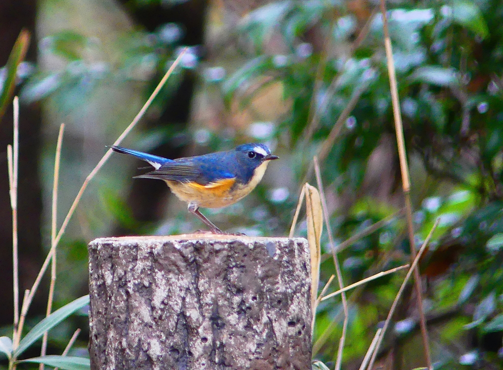 P3600350：ルリビタキ（オス）_R