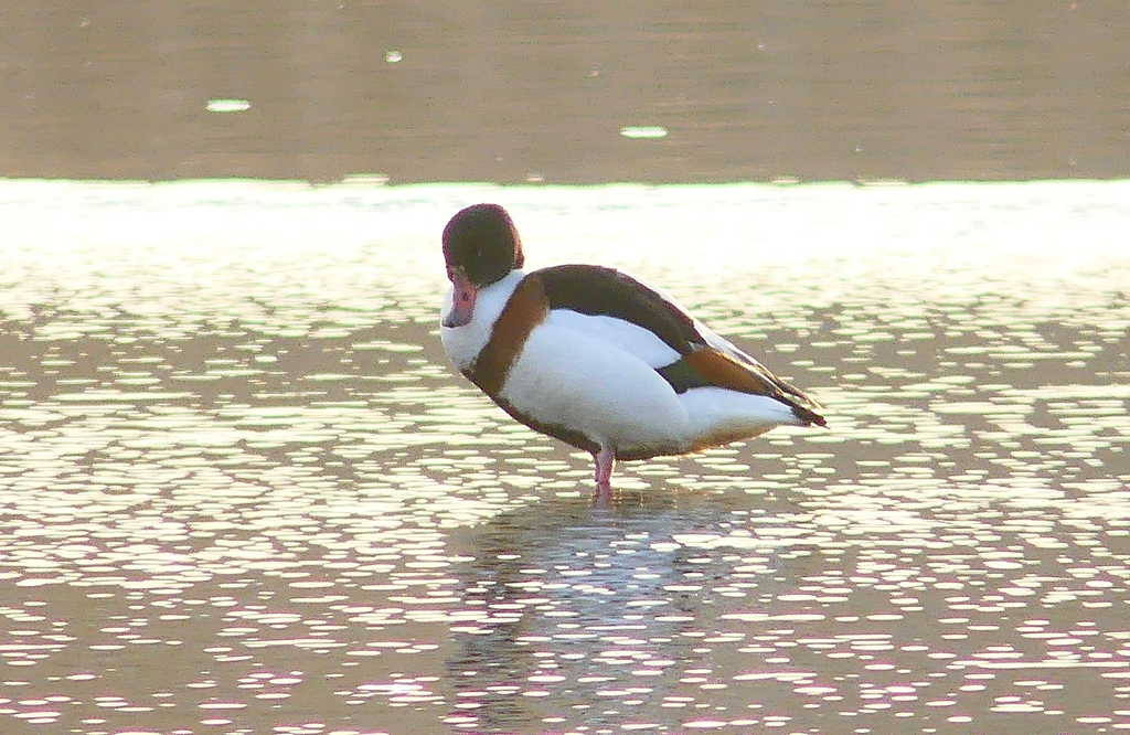 P4590710：ツクシガモ_R